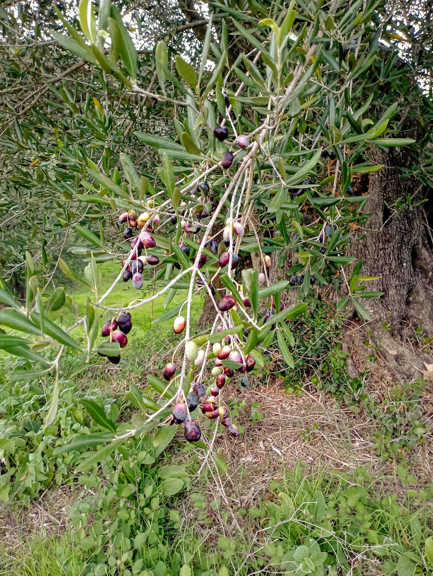 Olive groves Corfu