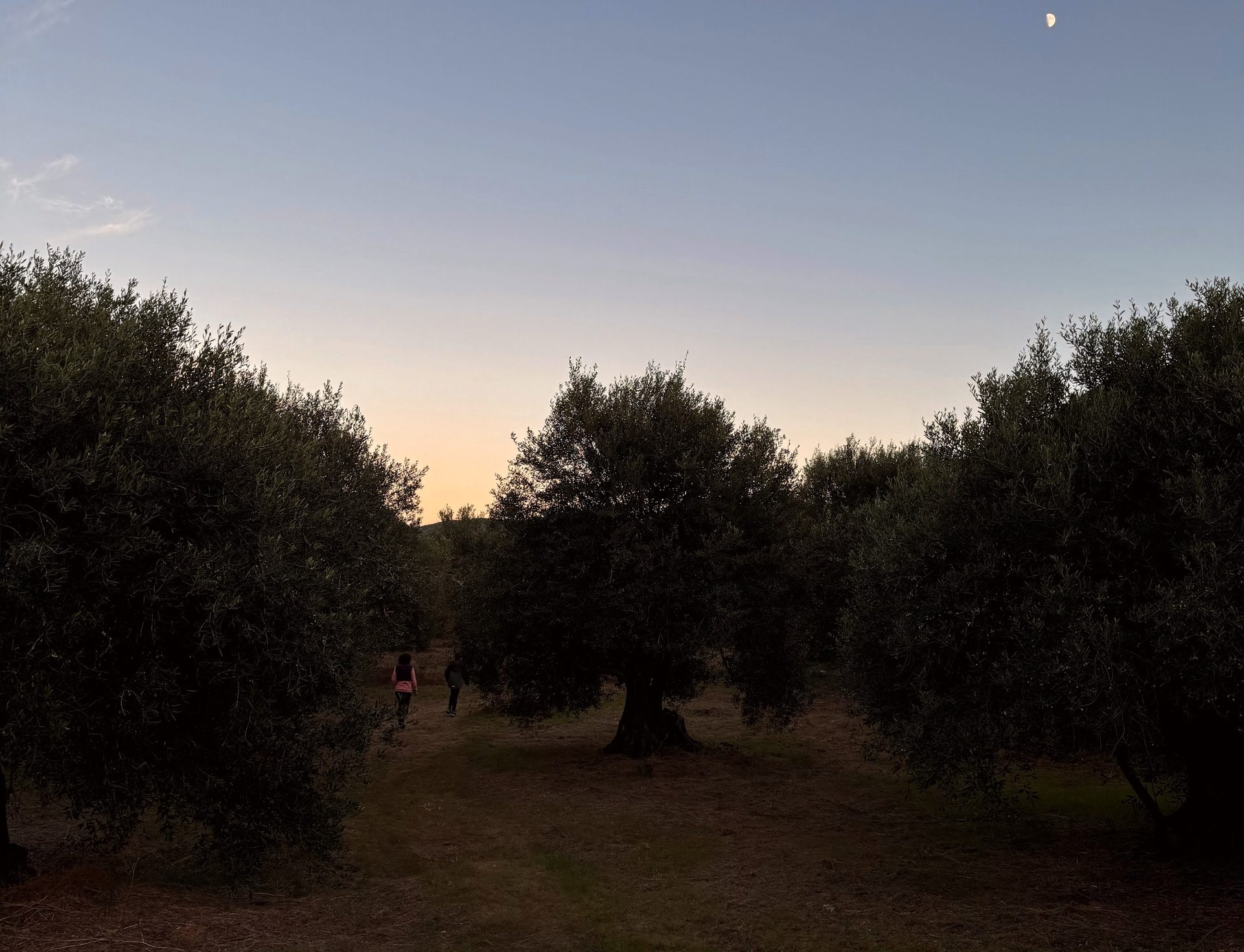Olive groves Corfu